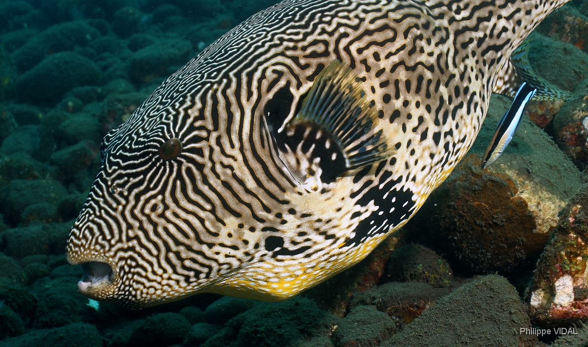 Bali 2016 - Map Puffer - Poisson coffre griffonne - Arothron mappa - IMG_5854_rc.jpg